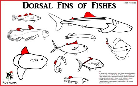 fish dorsal fin|Types of Fins Explained .